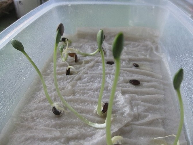 Les plants sont conservés dans des conteneurs jusqu'à l'apparition de la première feuille, puis ils sont transplantés dans le sol.