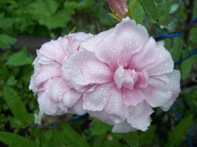 Soin de la rose de Sibérie: trucs et astuces