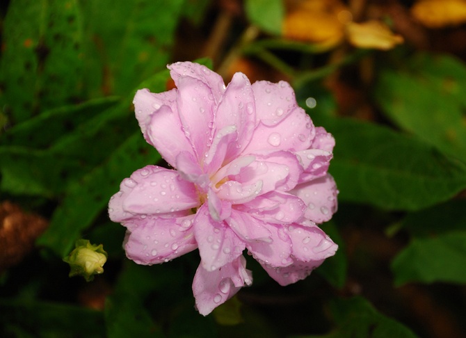 Terry calistegia. Roses de Sibérie. Culture et soins