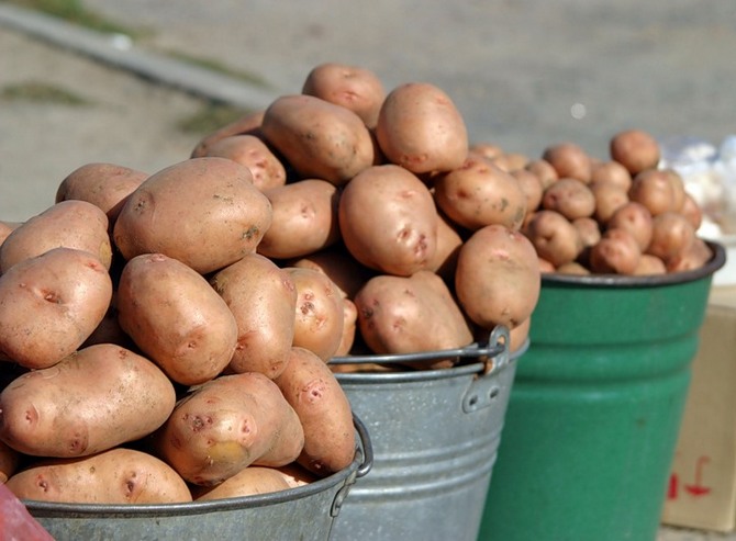 la taille de la pomme de terre affecte le moment de son émergence