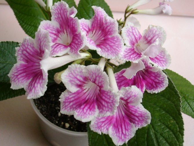 Streptocarpus: soins à domicile