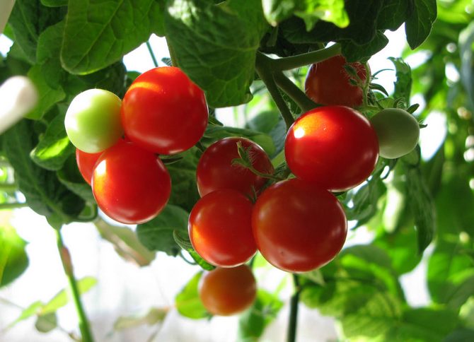 Une façon intéressante de cultiver des plants de tomates sans terre