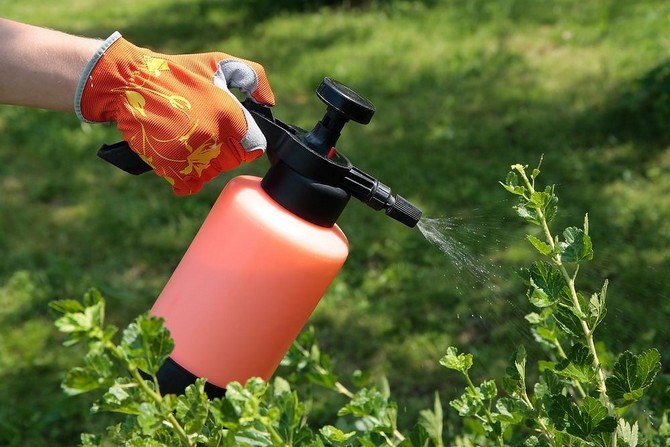 Fertiliser les raisins de Corinthe pour augmenter les rendements