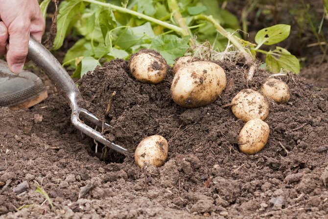 Mauvaise récolte de pommes de terre: causes et solutions