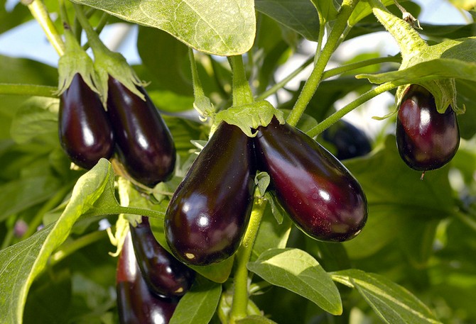 Comment faire pousser des aubergines: sept secrets d'une bonne récolte