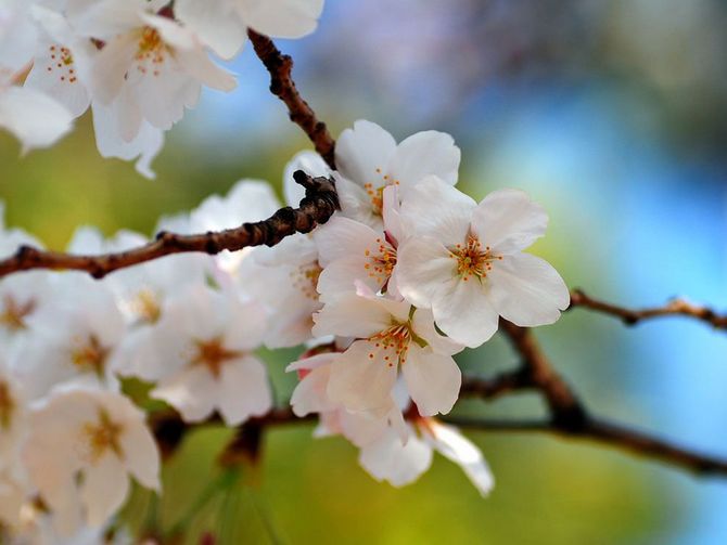 il est nécessaire de pulvériser les arbres en fleurs avec de l'eau douce