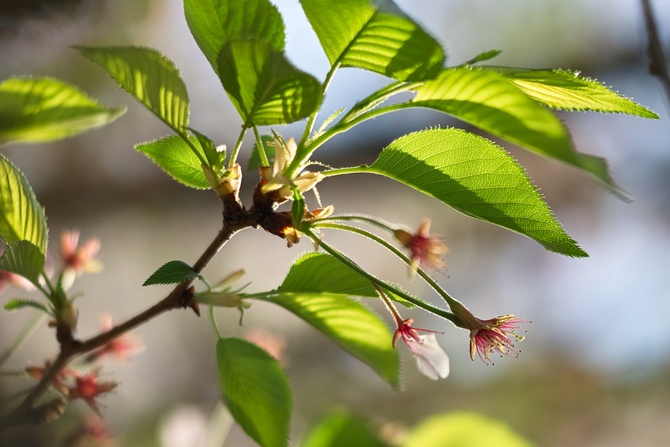 Comment faire en sorte que les cerises produisent une bonne récolte