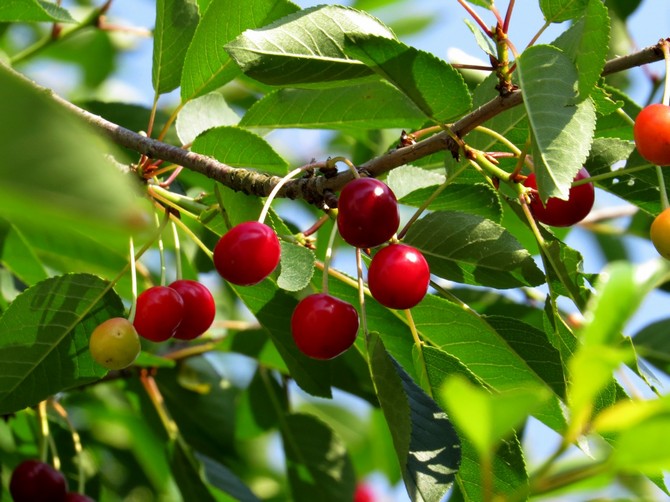 Que faire si la cerise ne porte pas de fruits