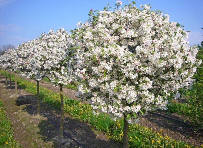 Conseils pour fertiliser les cerises