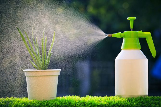 Humidité de l'air pour les plantes. Pulvérisation de plantes