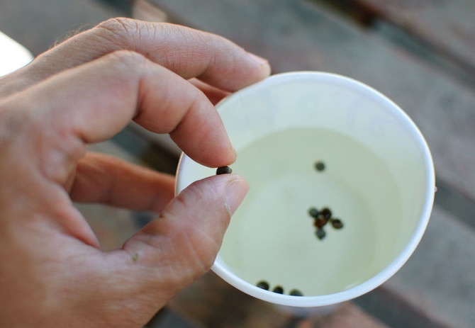 Le trempage des graines est une méthode classique pour accélérer la germination des graines.