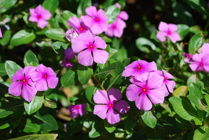 La plante fleurit à la mi-mai