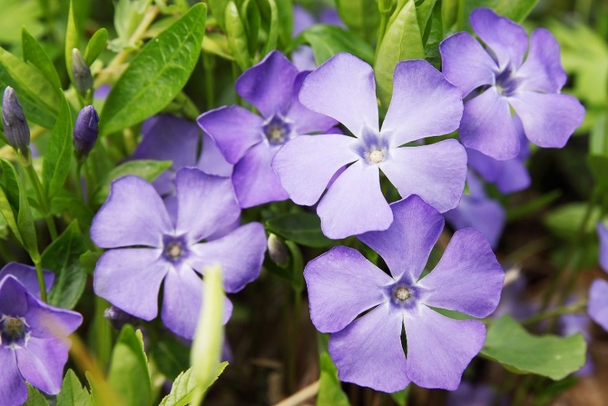 le plus favorable sera la zone ensoleillée du jardin