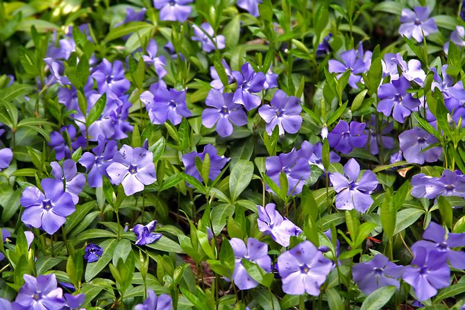 Pervenche: planter et entretenir une fleur