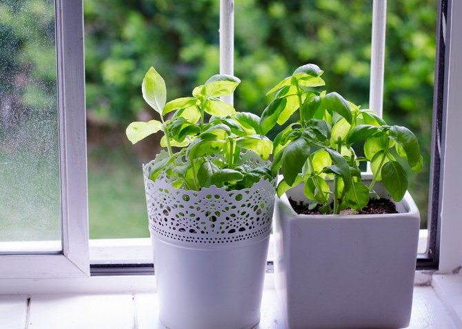 Comment faire pousser du basilic à la maison dans un pot sur un rebord de fenêtre