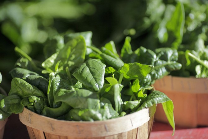 Le basilic peut être cultivé en pot toute l'année