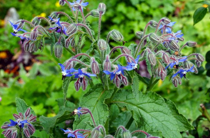 Le borago est une plante inhabituelle dont les feuilles ont le goût et l'odeur du concombre frais.