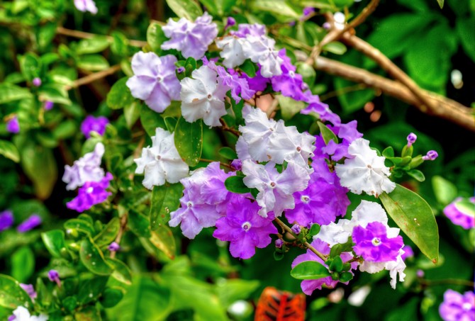 Brunfelsia. Soins à domicile et culture