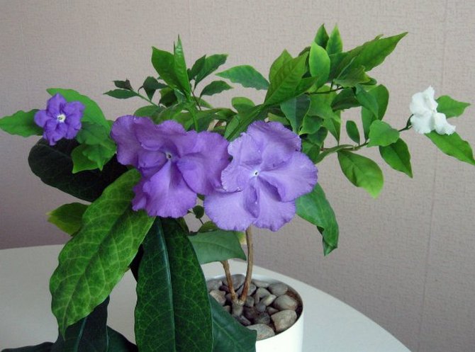 Soins Brunfelsia