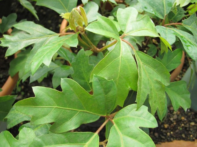 Les fleuristes expérimentés recommandent de pulvériser cette plante en hiver deux fois par jour.