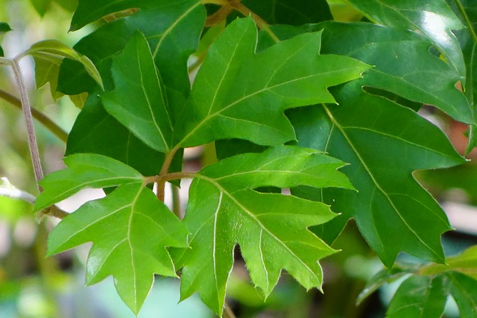 Cissus est un raisin d'intérieur. Soins à domicile et culture. Plantation et sélection