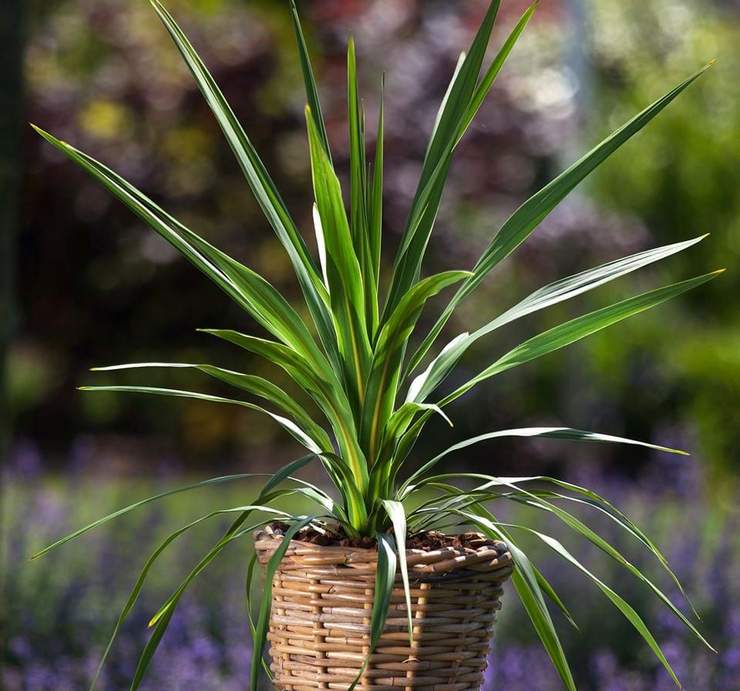 Comment distinguer la cordiline de la dracaena