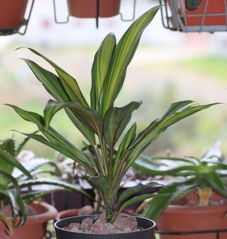 Planter la cordiline