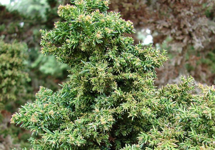 Cryptomeria Bandai-sugi