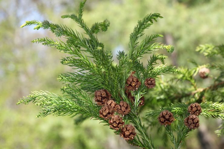 Usine de Cryptomeria