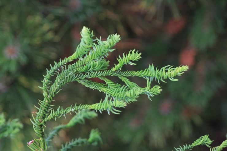 Couper Cryptomeria