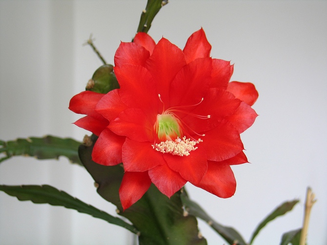 Epiphyllum: culture et soins à domicile