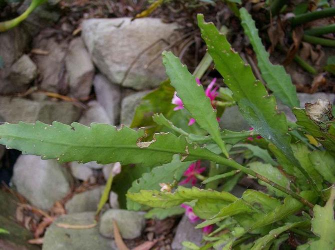 Les tiges charnues et feuillues de cette fleur sont dentelées et ont des épines sur leurs bords.