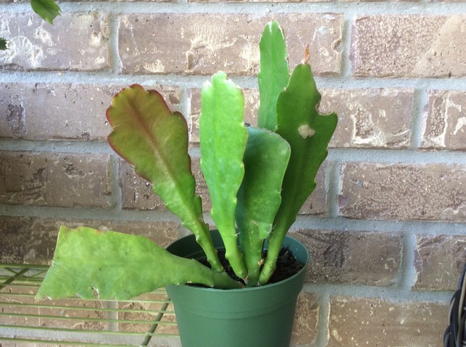 un pot de fleur doit être petit pour la plante - il est nécessaire pour une floraison abondante