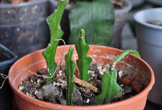 Epiphyllum cactus peut être multiplié en divisant le buisson, les boutures de tige et aussi les graines