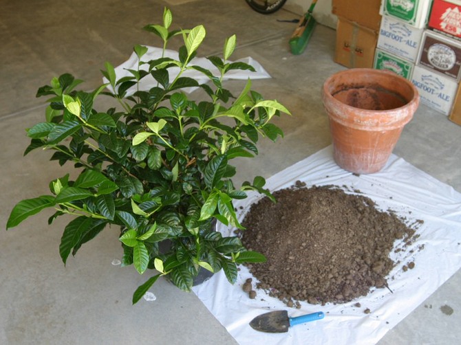 Cette plante d'intérieur capricieuse ne tolère absolument pas les greffes.