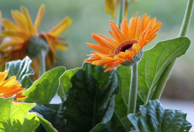 Les ravageurs et diverses maladies infectieuses avec des soins appropriés et des conditions favorables pour garder la pièce gerbera ne sont pas effrayants