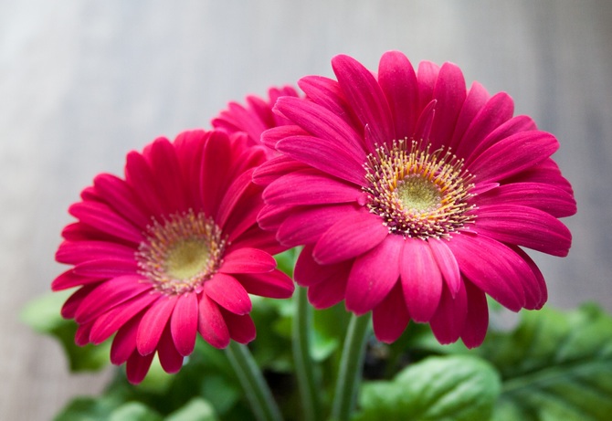 Gerbera. Grandir et prendre soin à la maison. Maison Gerbera