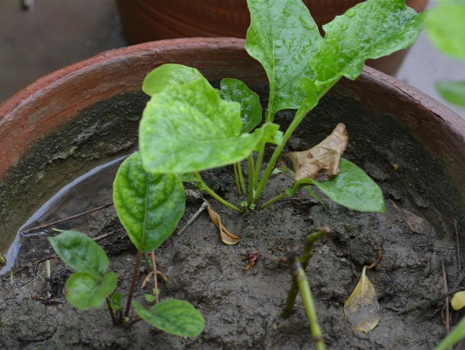 Si le gerbera a été acheté dans un pot de fleur (dans un magasin), la plante ne peut pas être transplantée pendant deux semaines.