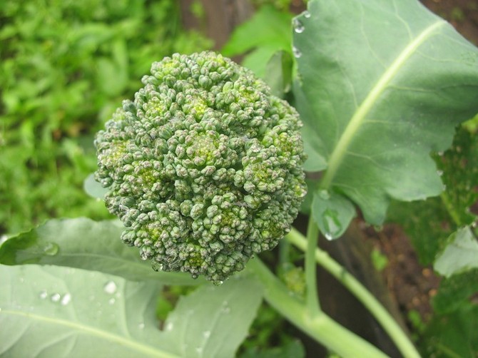 Culture du brocoli: règles et techniques agricoles