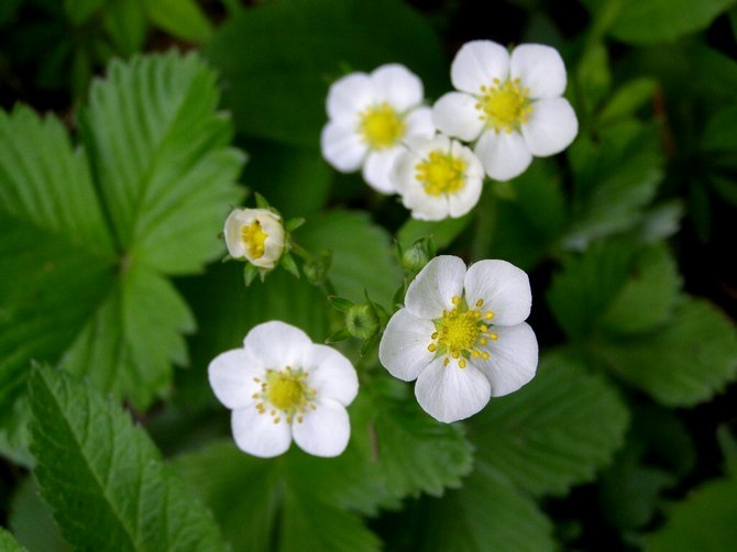 Retirer les bourgeons des jeunes fraises