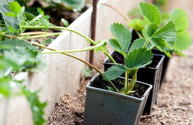 Comment propager correctement les fraises avec une moustache