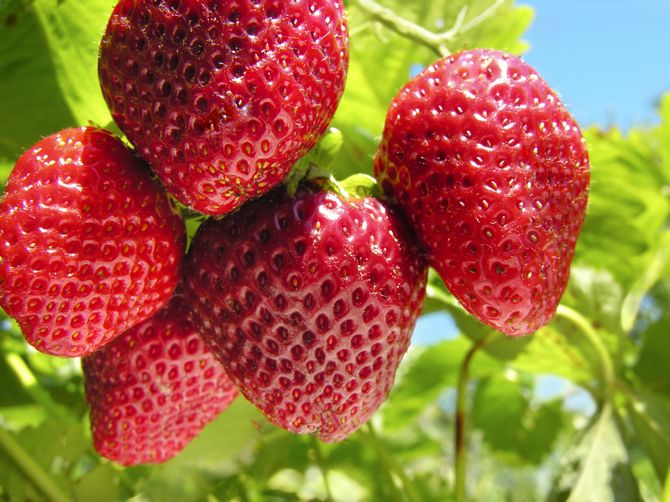 Sept secrets d'une bonne récolte de fraises