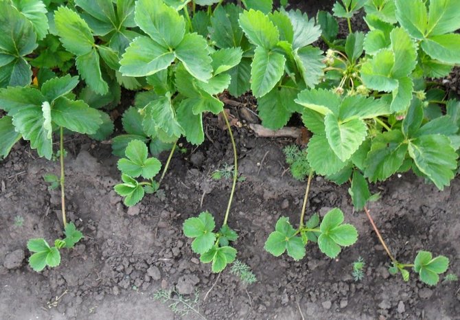 Il est préférable de transplanter des plants de fraises sur un nouveau site le dernier mois de l'été