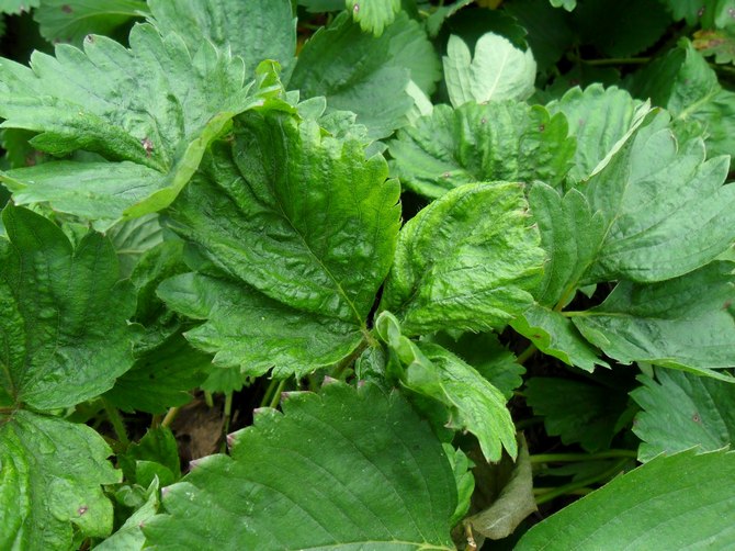 Protéger les fraises des ravageurs