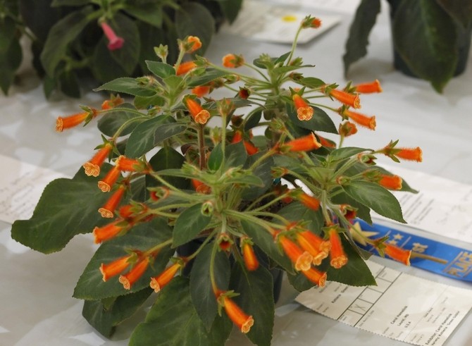 Coleria a besoin d'une fertilisation constante avec des engrais minéraux pour les plantes à fleurs