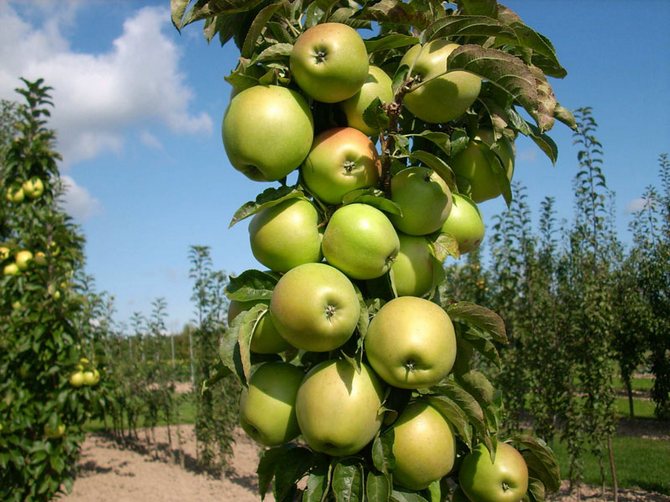 Cultiver un pommier en forme de colonne: secrets de récolte