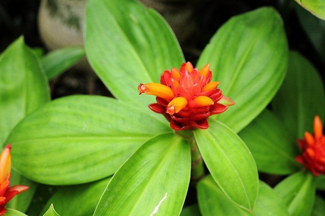 Fire costus commence à fleurir en septembre