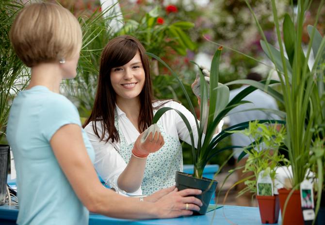 Étant donné que vous êtes nouveau dans la floriculture, ne vous précipitez pas pour acheter sur le marché