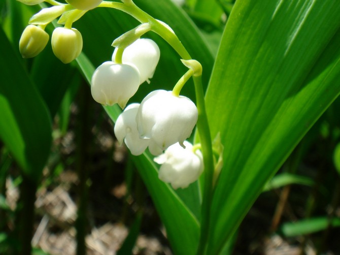 La médecine moderne et la pharmacologie utilisent largement le muguet de mai