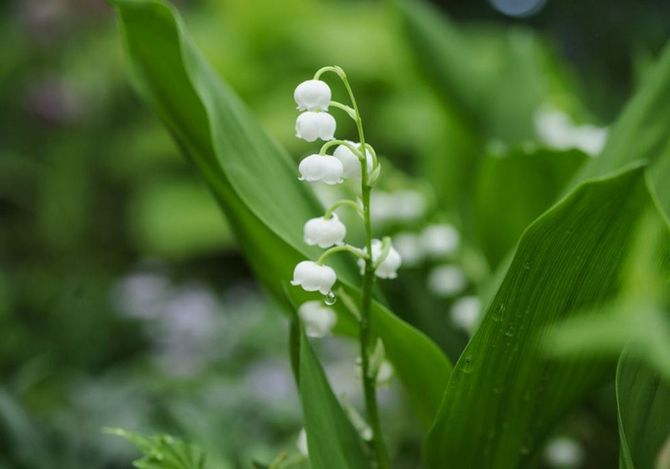 Muguet. Soin, culture et reproduction. Fleur de muguet. Description et photo